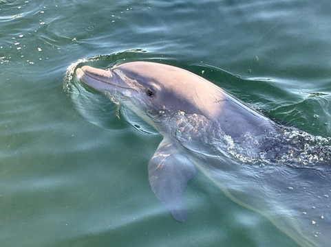 Dolphin Life-拉哥岛必去景点