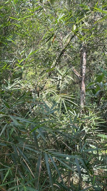 尼拉马亚卡达莫姆俱乐部旅馆-官方