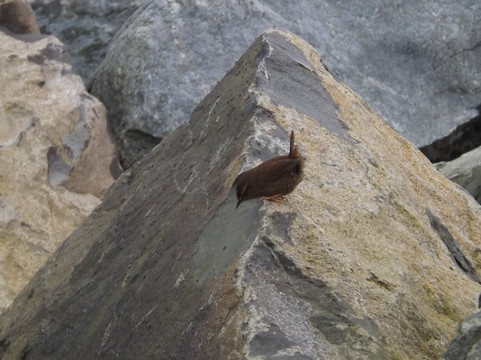 Blackhead Path-Whitehead必去景点