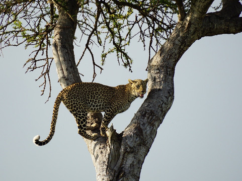 Afrikan Accent Adventures-内罗毕必去景点