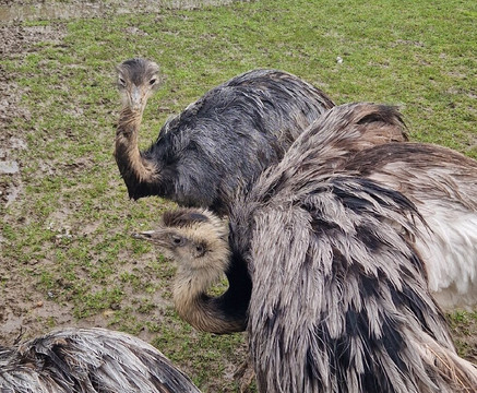 Aston Springs Farm-罗瑟勒姆必去景点