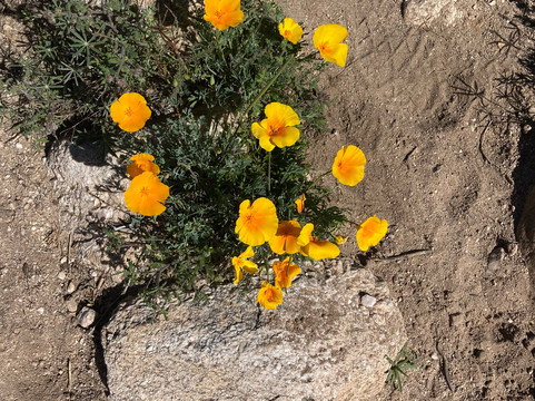 Catalina State Park-图森必去景点