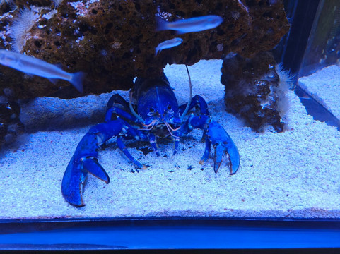 Océarium Du Croisic-Le Croisic必去景点