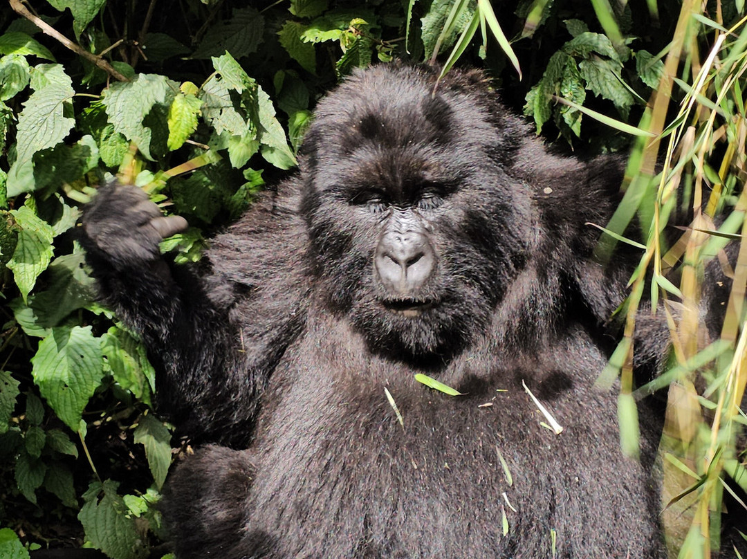 EcoTours Rwanda-吉佳利必去景点