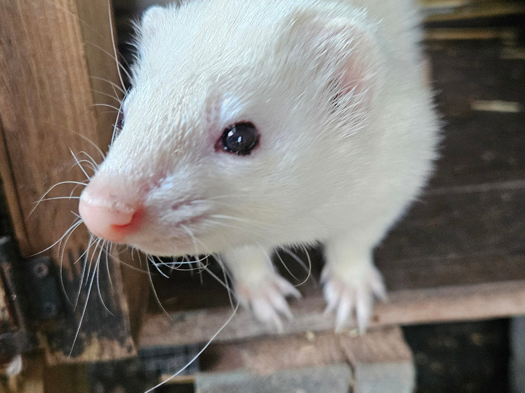 Hogshaw Farm & Wildlife Park-Hogshaw必去景点