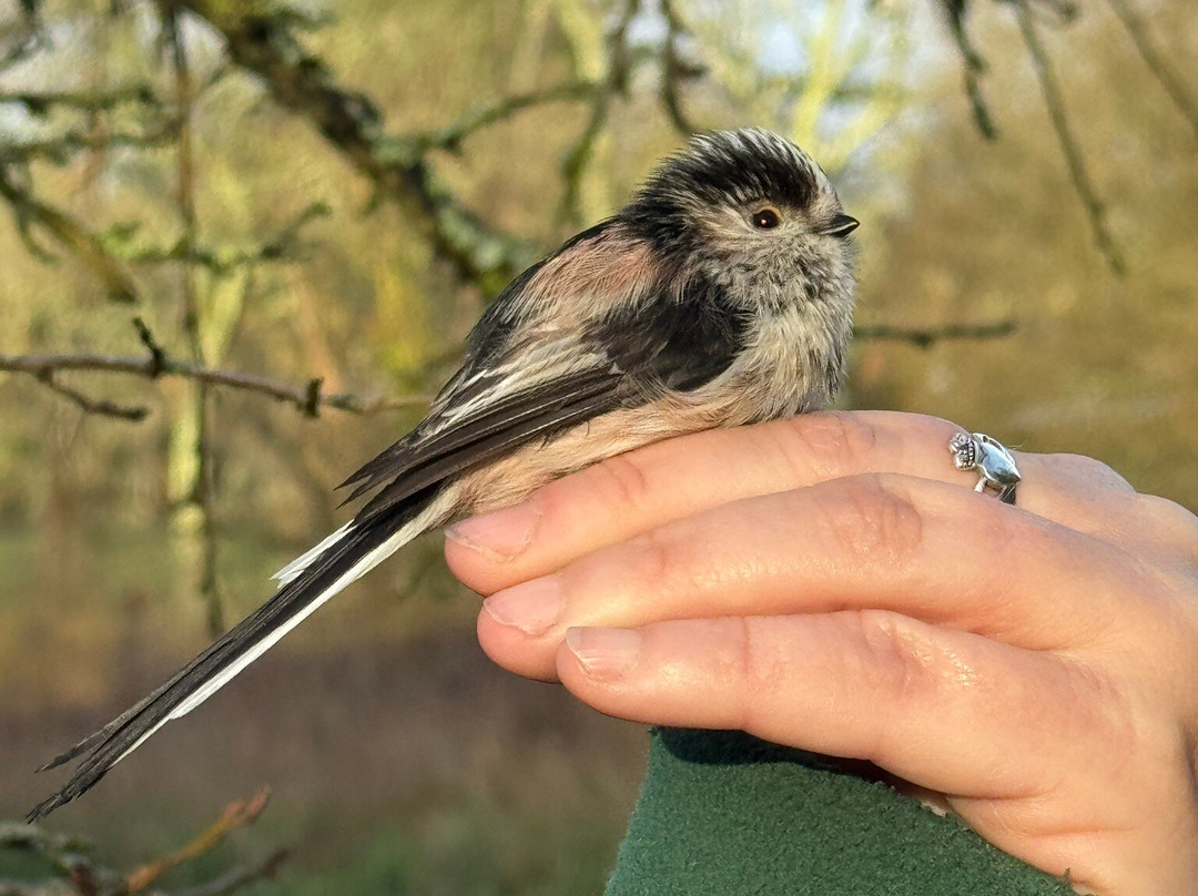Wild New Forest Guided Tours-利明顿必去景点