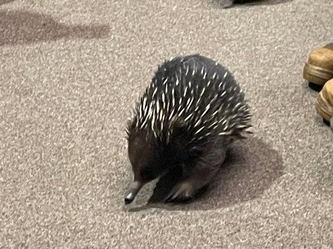 Platypus House-Beauty Point必去景点