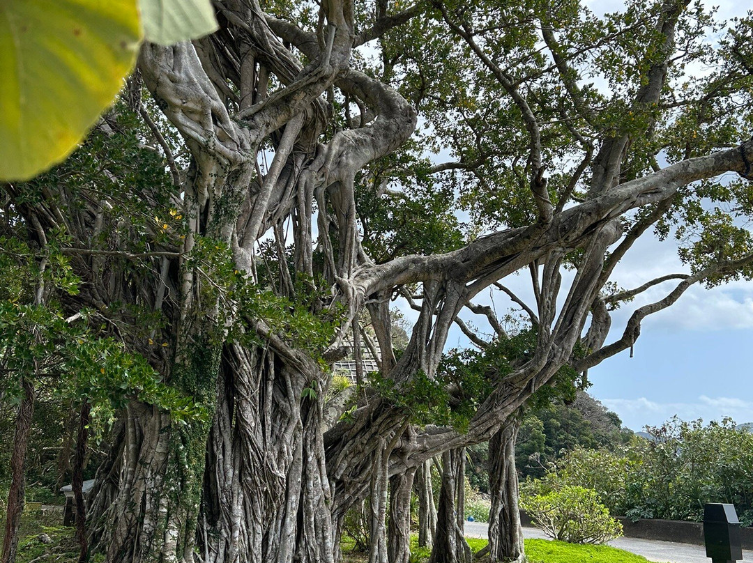 Osai no Gajumaru-濑户内町必去景点