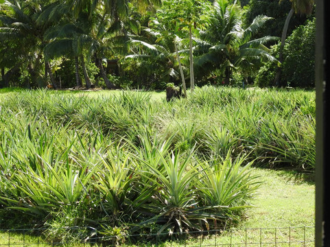 Raro Mountain Safari Tour-拉罗汤加必去景点