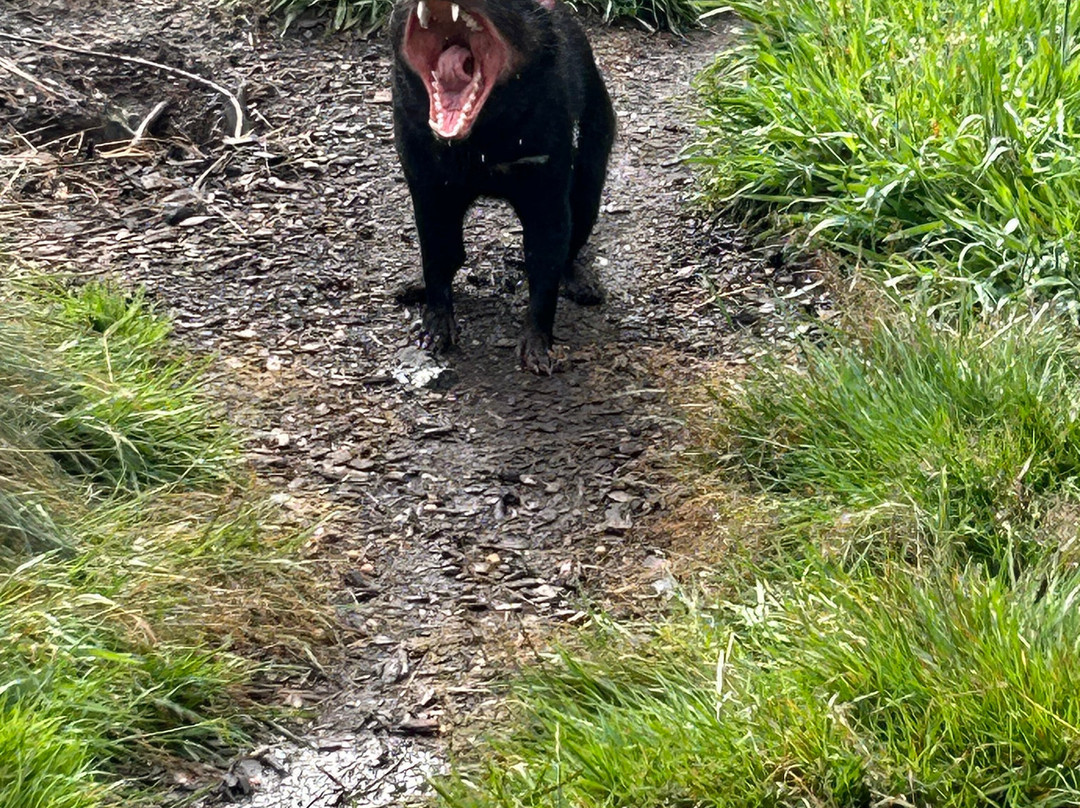 袋獾摇篮山-Cradle Mountain必去景点