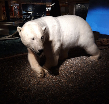 Svalbard Museum-朗伊尔城必去景点