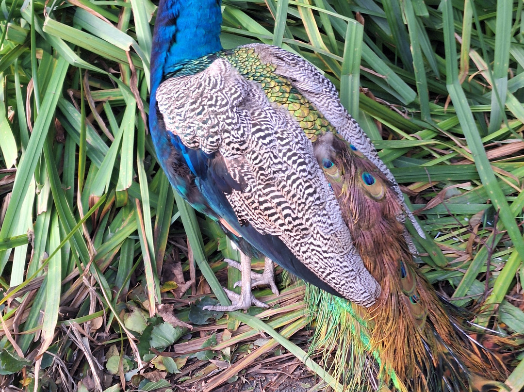 Curraghs Wildlife Park-Ballaugh必去景点