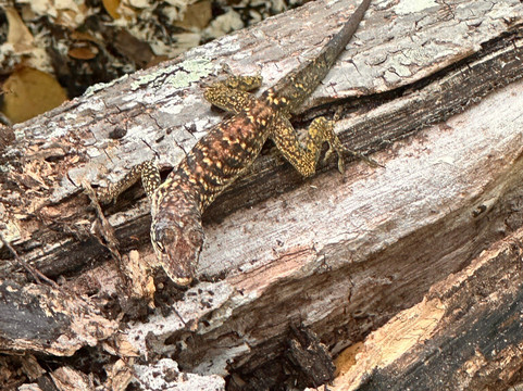 Balade du Soleil-Le Francois必去景点