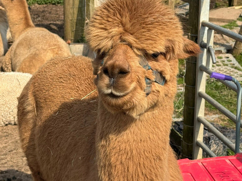 Lucky Tails Alpaca Farm-Atherstone必去景点