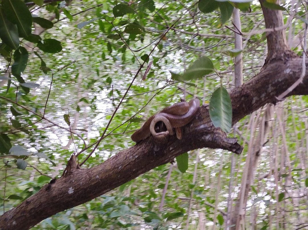 Caroni Bird Sanctuary-Caroni必去景点