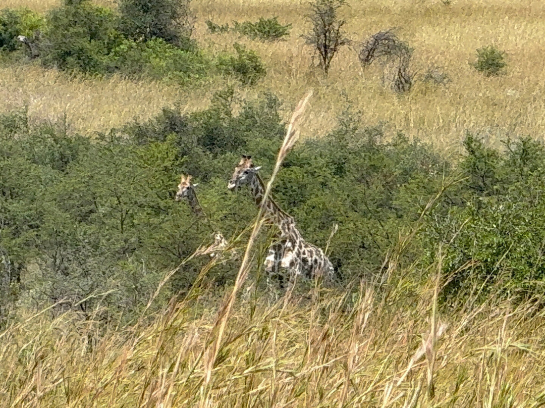 Pilanesberg National Park-太阳城必去景点