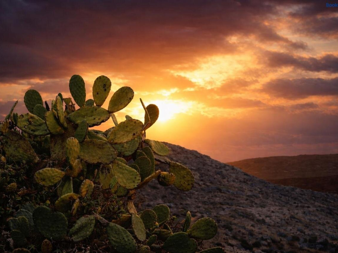 Prickly Pear House