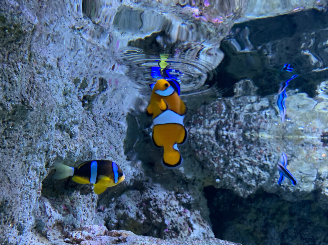 Lanzarote Aquarium-科斯塔特吉塞必去景点