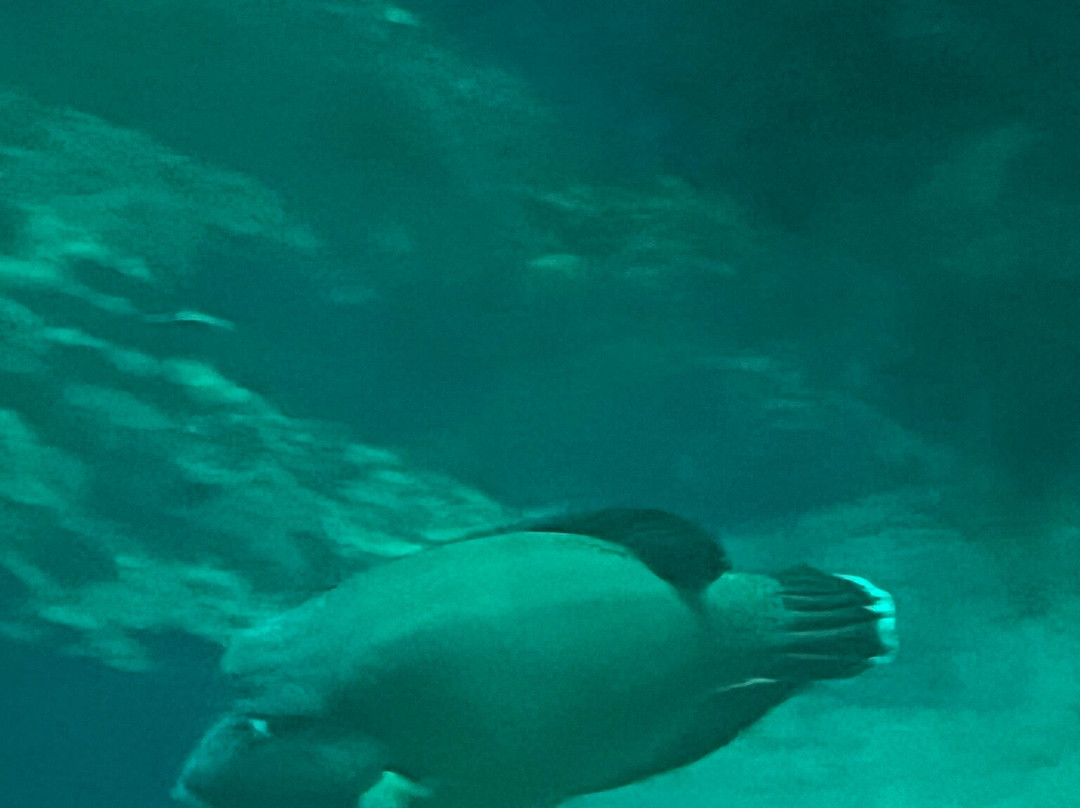 Aquarium de Lyon-La Mulatiere必去景点