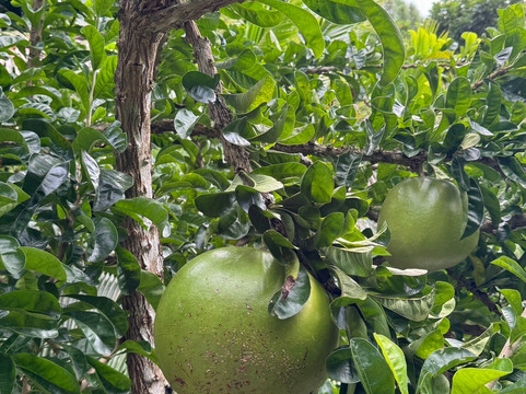 巨人的沉睡花园-纳迪市必去景点