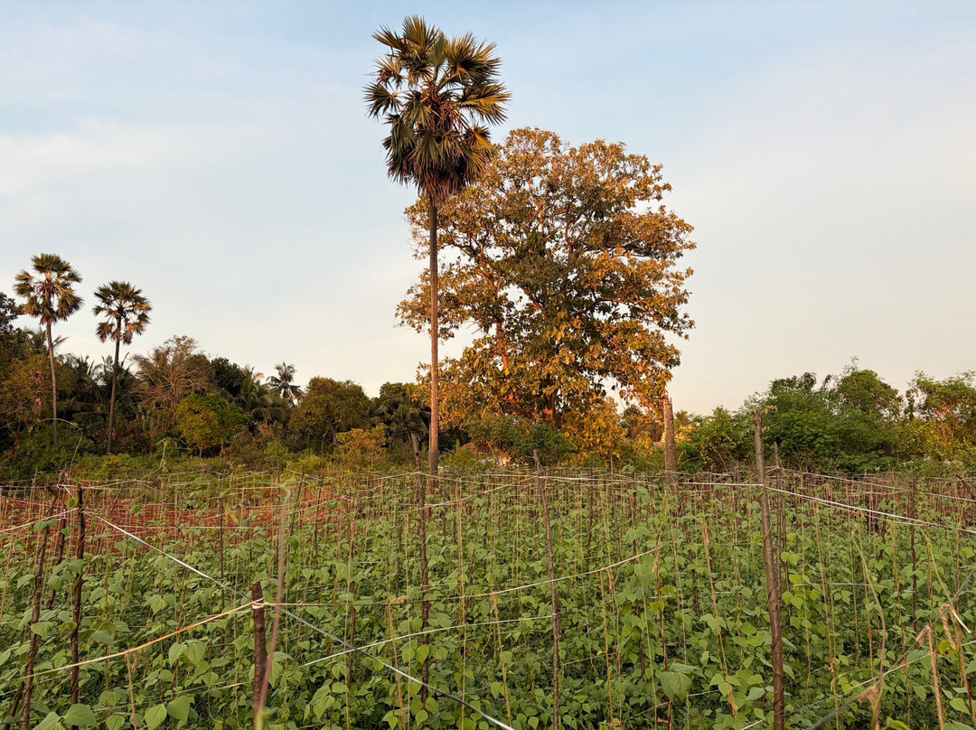 Thinnai Organic Farm主图