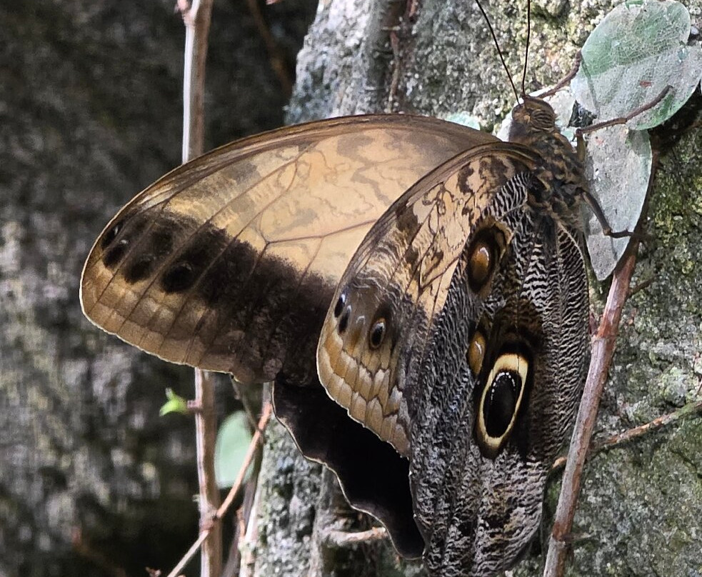 Randers Regnskov-兰讷斯必去景点