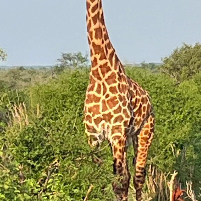 Giornale Kenya Safari - Day Tours-瓦塔木必去景点