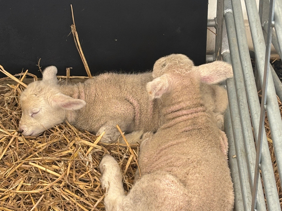 Piglets Adventure Farm-约克必去景点