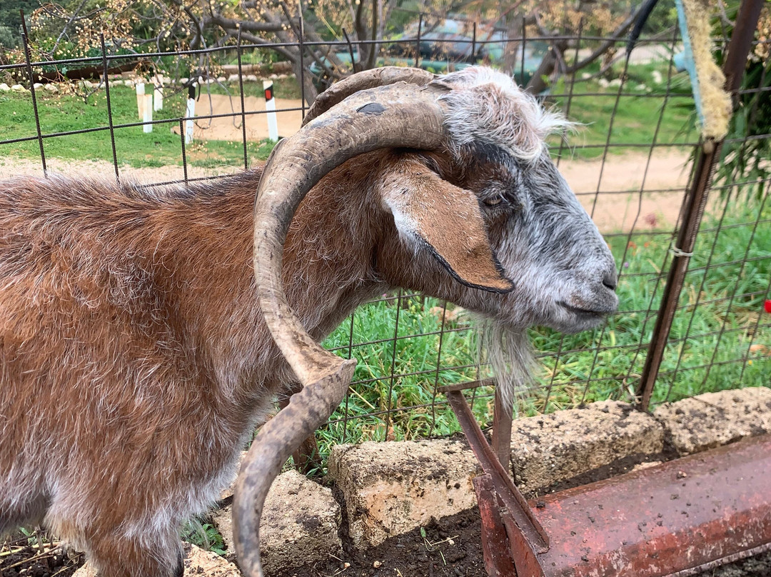 Sofie's Goat Farm-Argos必去景点