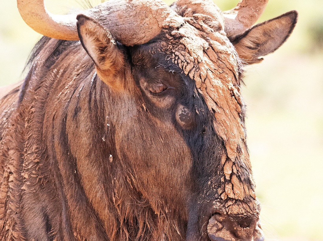 Mokala National Park-金伯利必去景点
