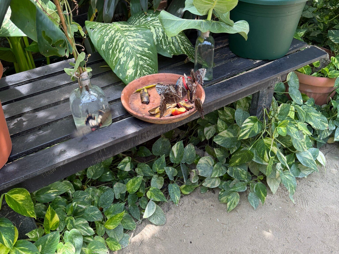 The Butterfly Farm-奥腊涅斯塔德必去景点