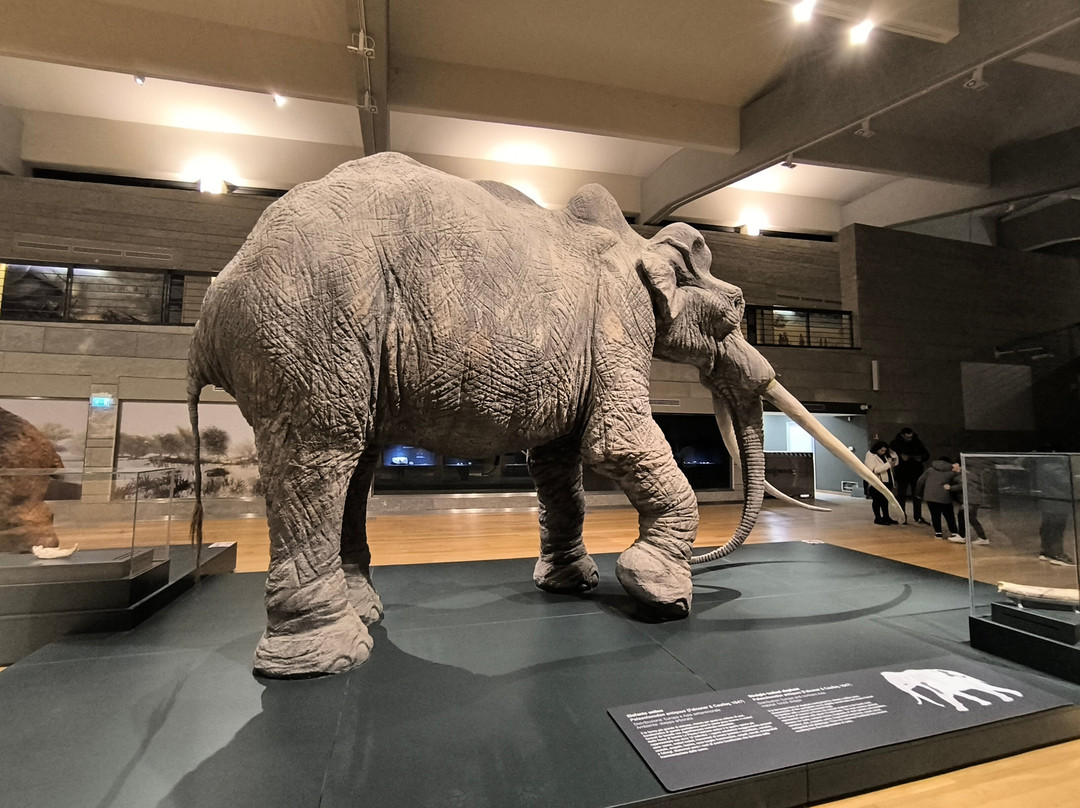 Museo Nazionale del Paleolitico-伊塞尔尼亚必去景点