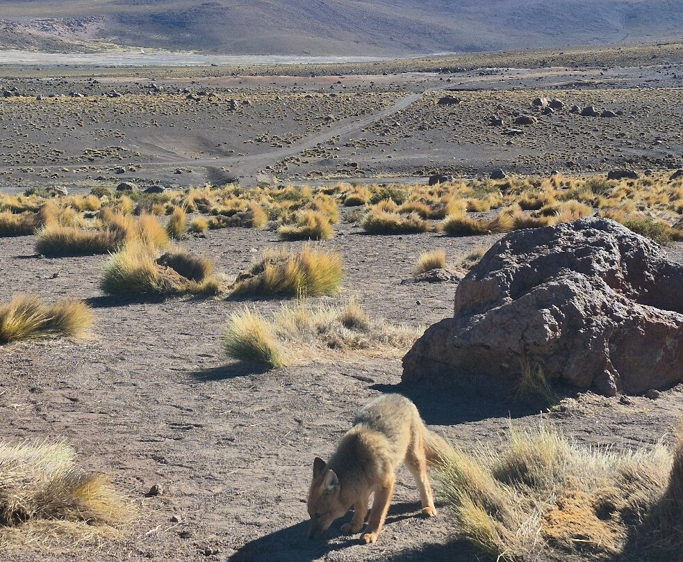 Stars Travel-圣佩德罗-德阿塔卡马必去景点