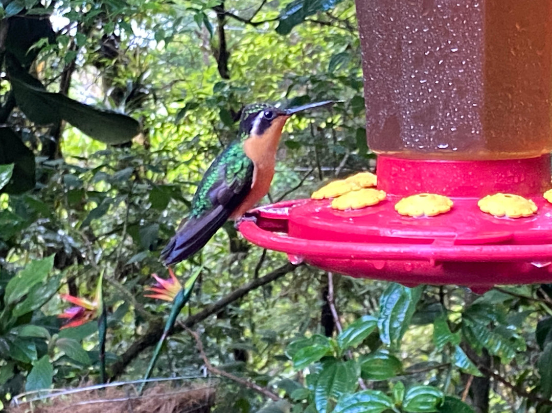 Monteverde Cloud Forest Biological Reserve-蒙特维多云雾森林自然保护区必去景点