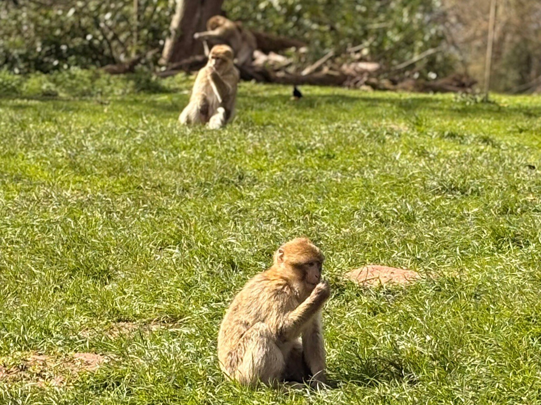 Trentham Monkey Forest-特伦特河畔斯托克必去景点