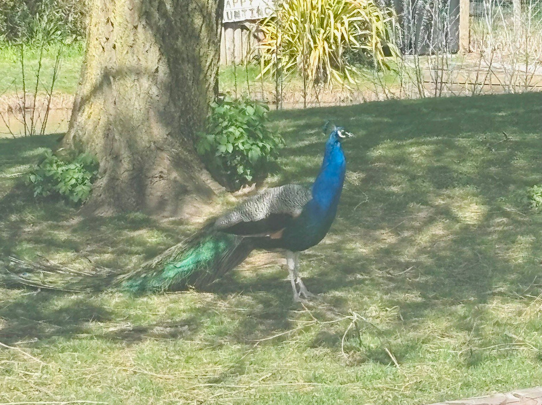 Fishers Farm Park-Wisborough Green必去景点