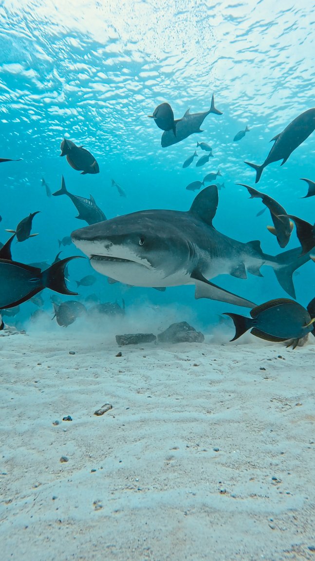 Fuvahmulah Scuba Club-旅行者