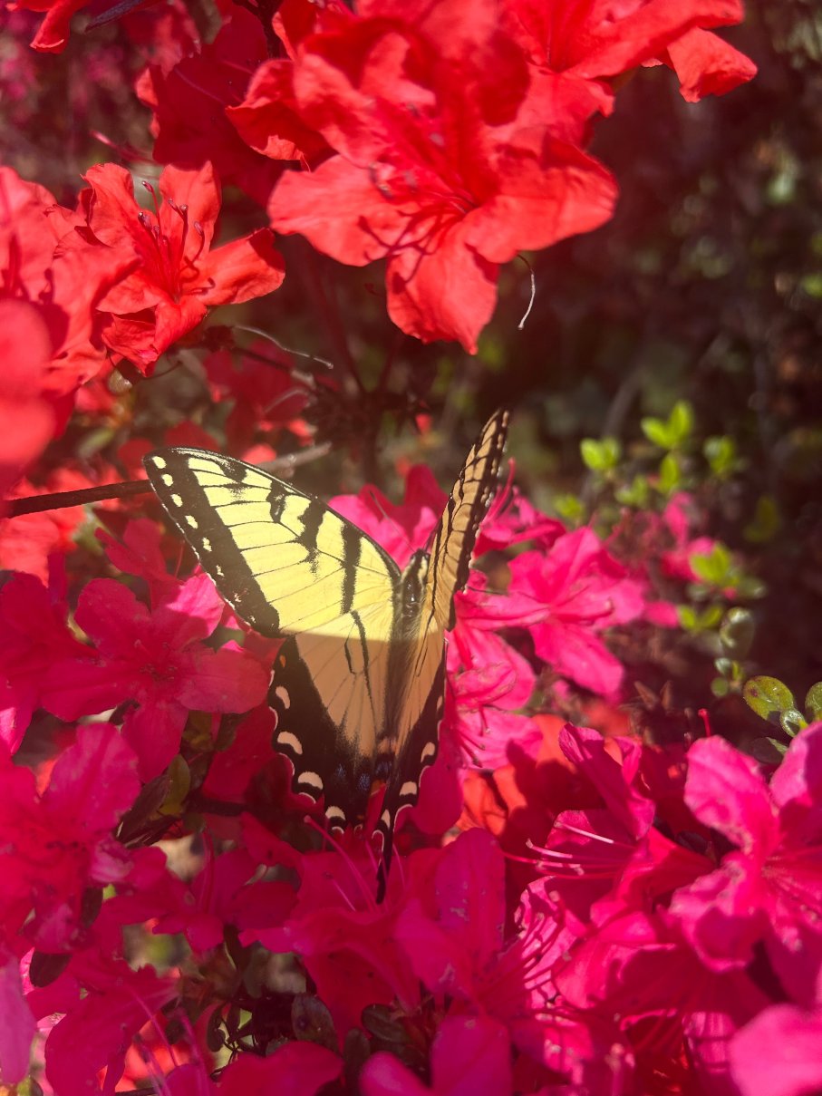 大雾山丘陵地带的Outland小木屋及套房-度假村/酒店