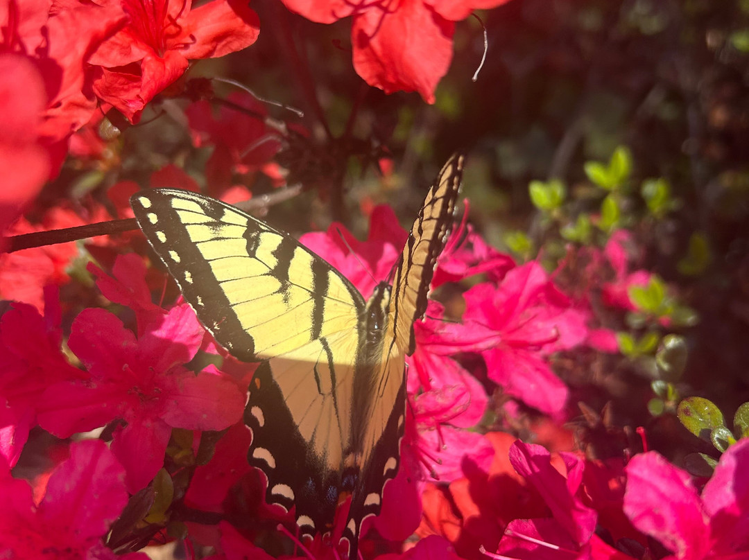 大雾山丘陵地带的Outland小木屋及套房主图