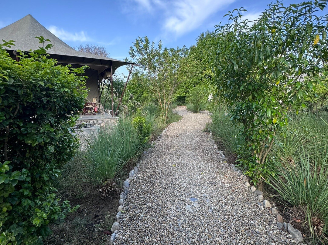 Aalia丛林班达再次主图