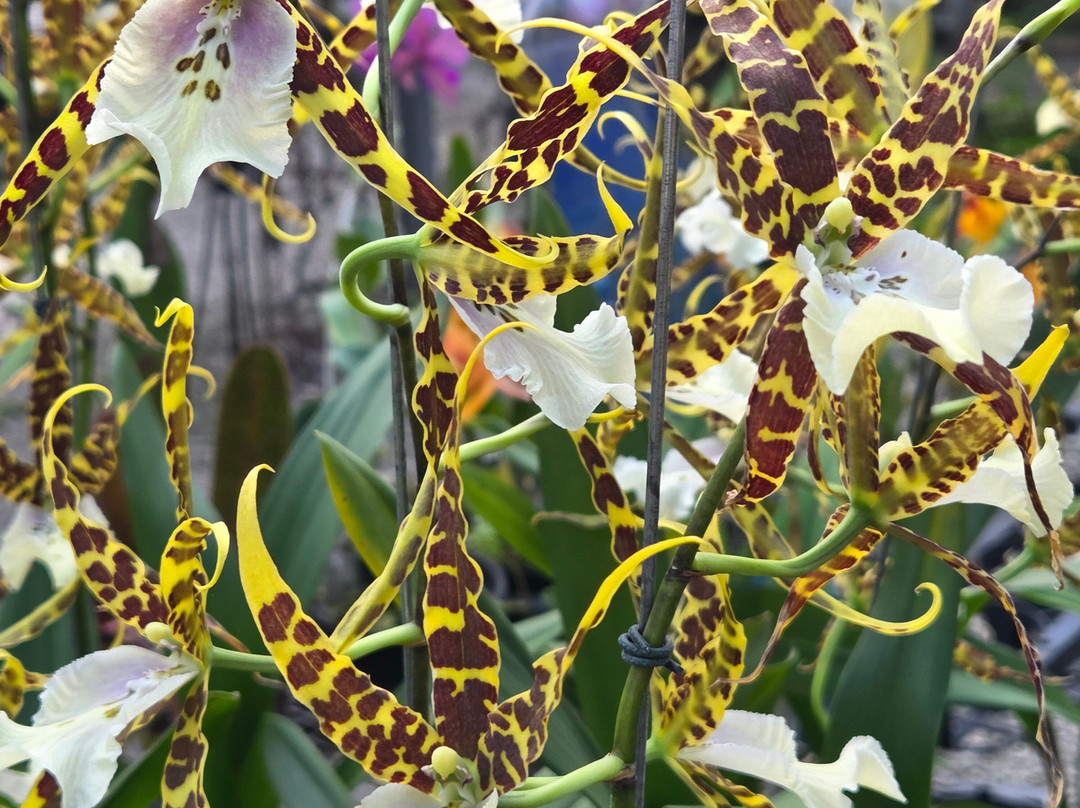 Fábrica de Orquídeas-Paty do Alferes必去景点