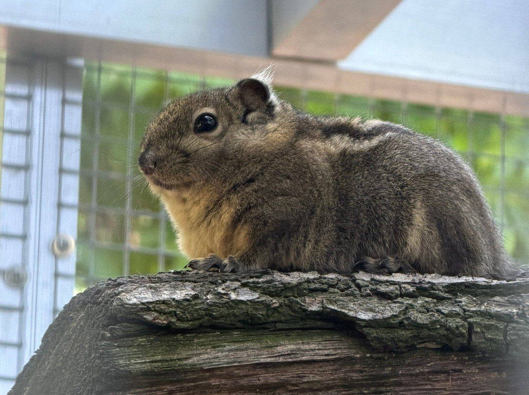 Bioparc Genève Pierre Challandes-Bellevue必去景点