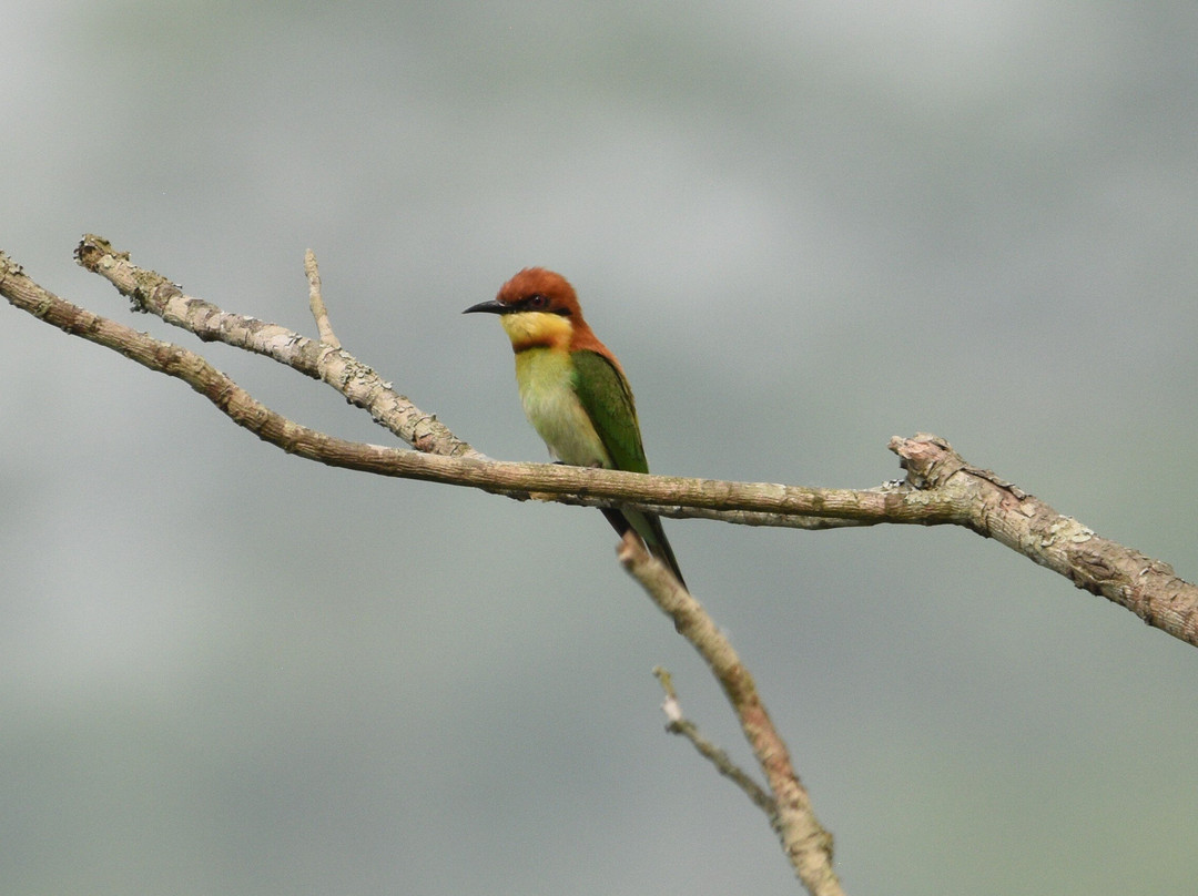 Nepal Dynamic Eco Tours & Services-奇旺国家公国必去景点