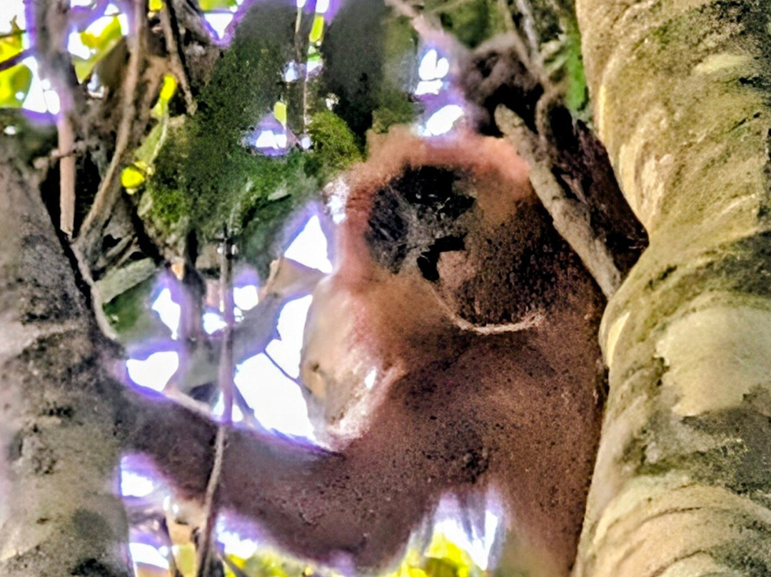 1StopBorneo Wildlife-斗湖必去景点