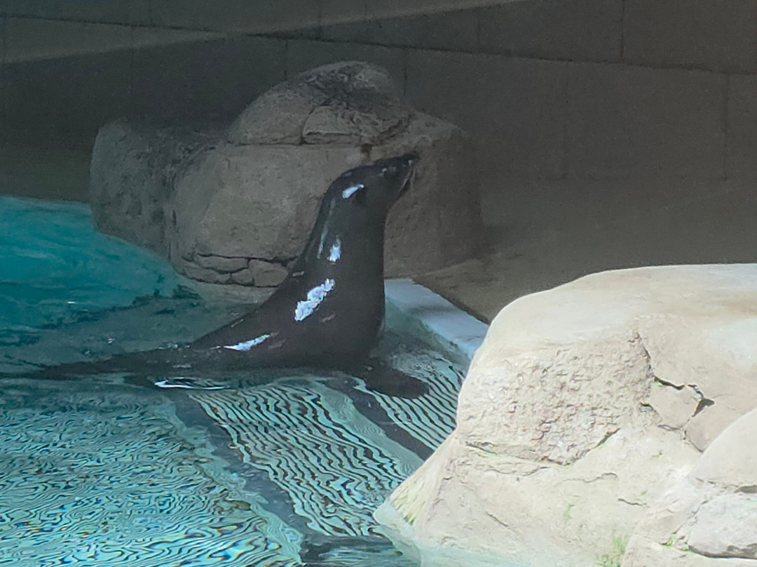 Sea Lion Point At Aquaventure World-迪拜必去景点
