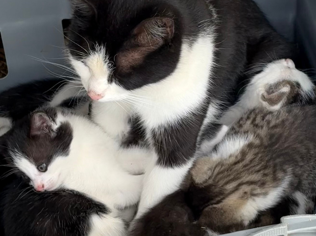 Pyesmead Farm主图
