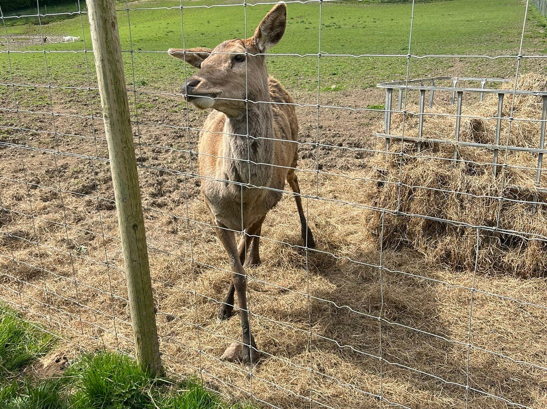 Bowland Wild Boar Park-普雷斯顿必去景点