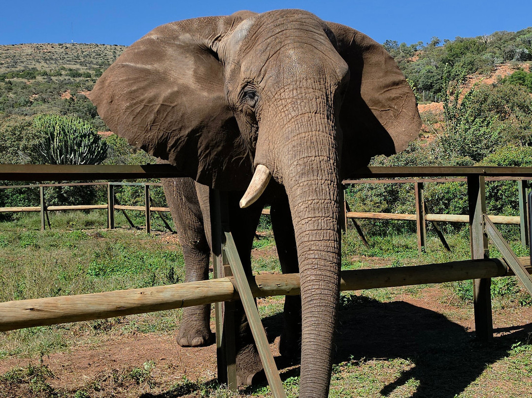 Elephant Sanctuary Hartbeesport Dam-哈特比斯普特必去景点