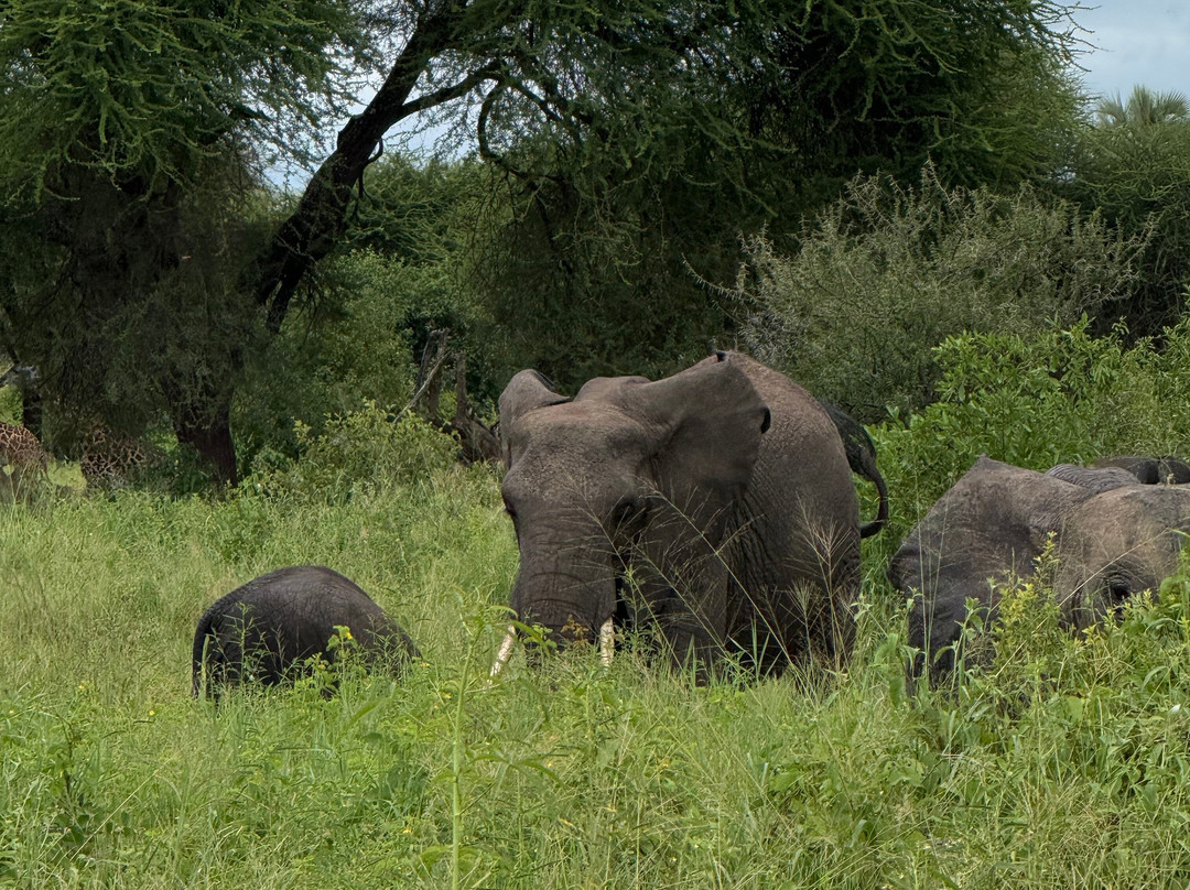 Africa Campsbay Tours-阿鲁沙必去景点