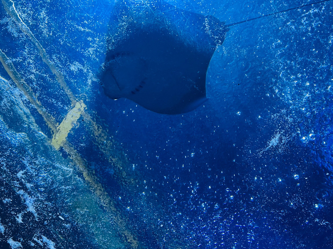 The National Aquarium Abu Dhabi-阿布扎比必去景点